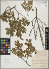 Foto von Salix myrsinifolia Salisb.
